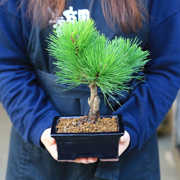 盆栽：黒松（紺長方縁付小鉢)*くろまつ クロマツ 鉢植え black pine