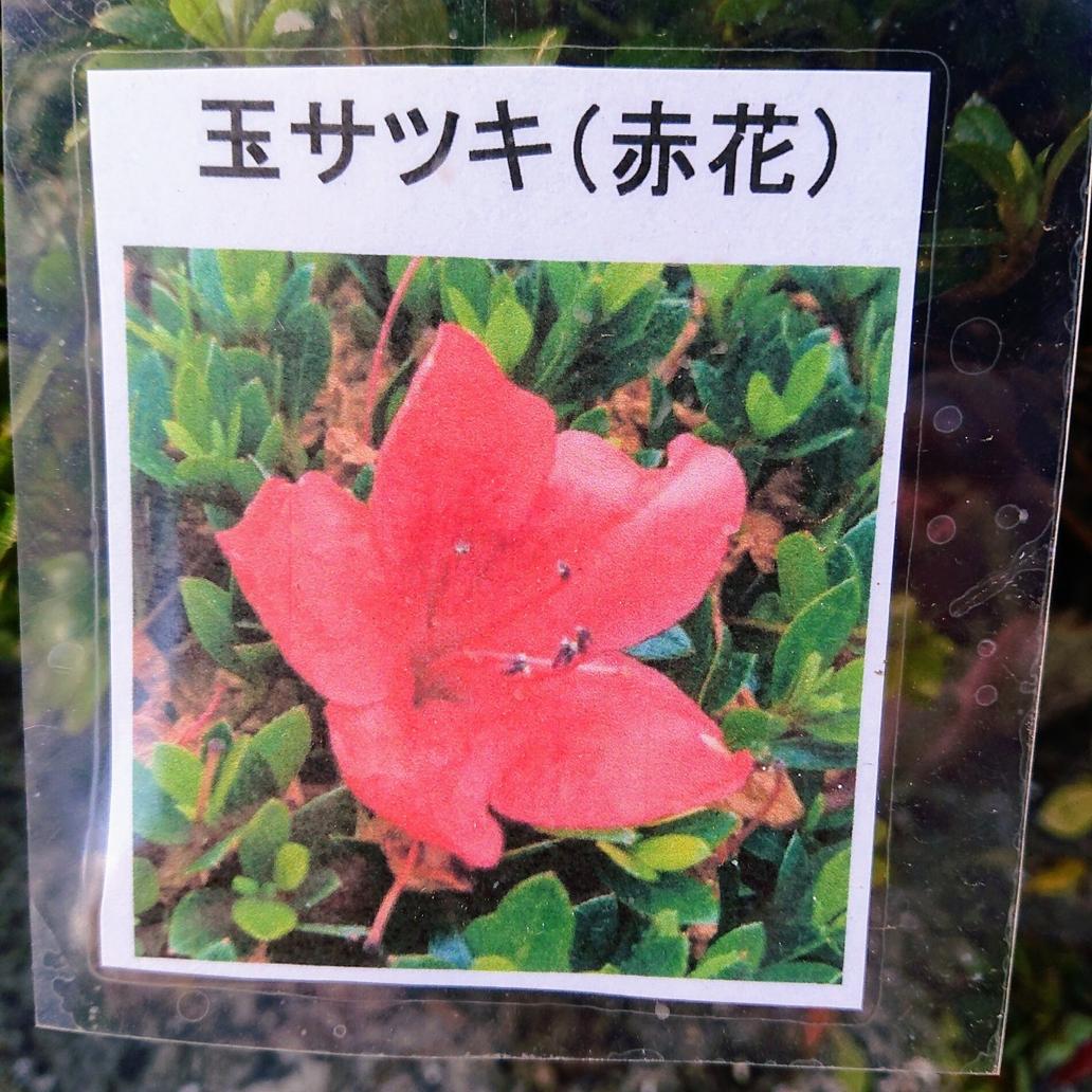 庭木・植木：赤花サツキ（さつき）赤 大株 幅40cm* 皐月 赤花 五月