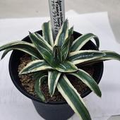 ¿����ʪ�������١��ե�󥹥����ܥ꡼*��12���