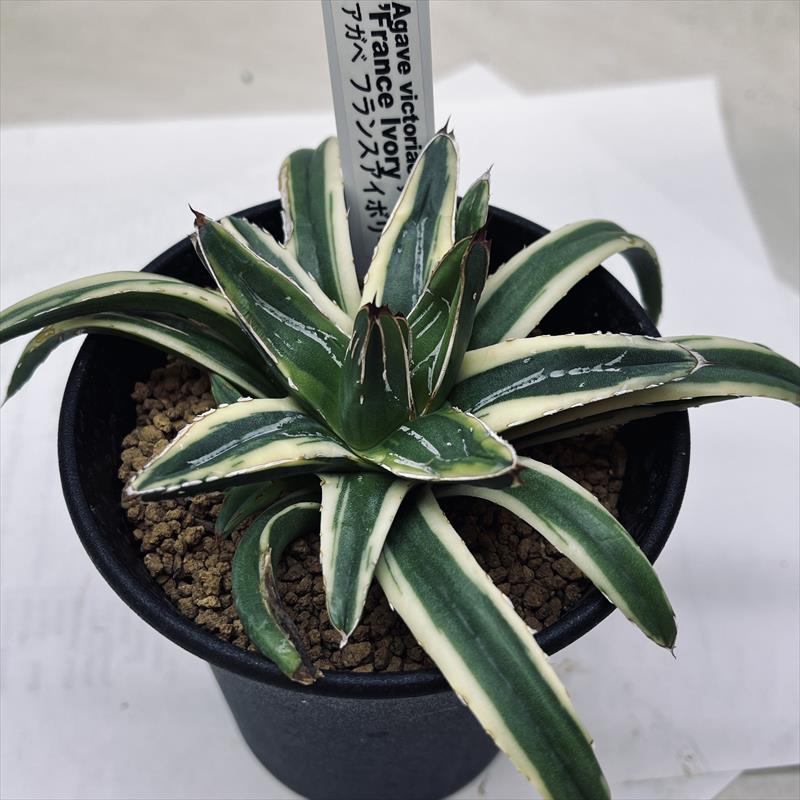 多肉植物：アガベ フランスアイボリー*幅12cm | サボテン＆多肉植物