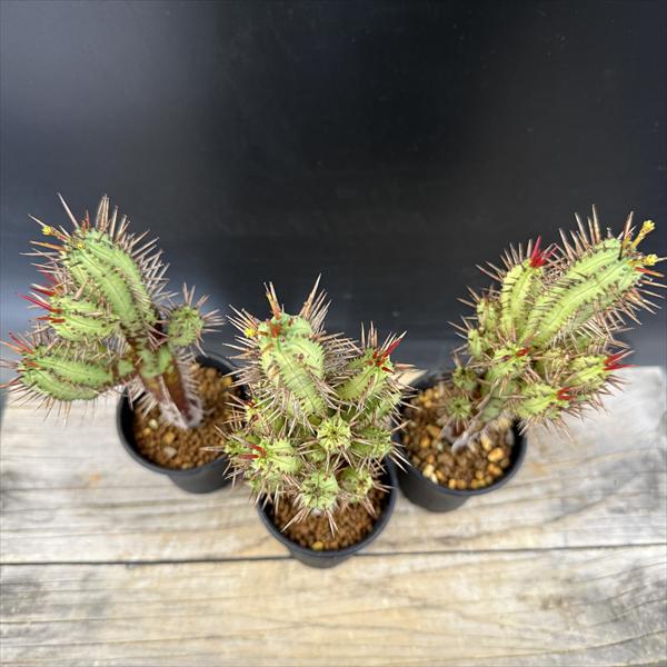 ☆特価☆多肉植物：ユーフォルビア 紅彩閣 3個セット*幅5cm