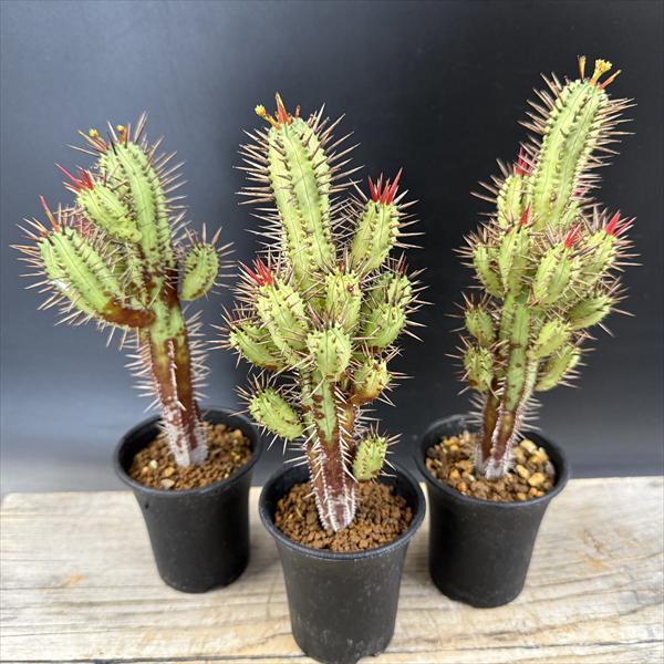 【大量】紅彩閣　紅キリン　多肉植物　ユーフォルビア　サボテン　セット ☆特価☆多肉植物：ユーフォルビア 紅彩閣 3個セット*幅5cm