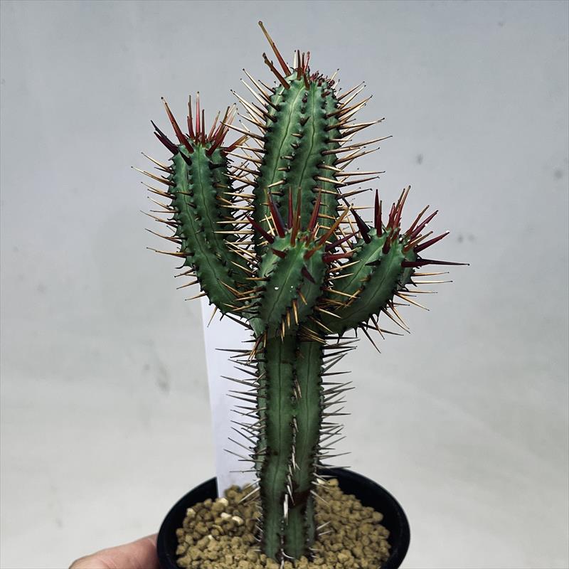 ☆特価☆多肉植物：ユーフォルビア 紅彩閣*幅5cm | サボテン＆多肉