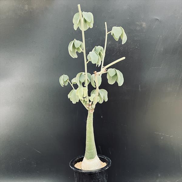 �����ǥå��������ǥ˥������饦��*M��������5��������־�����