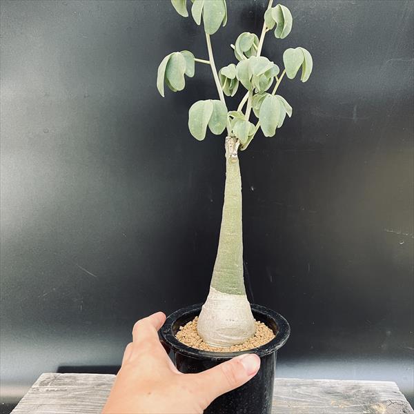 コーデックス：アデニア グラウカ*M 塊根幅5cm ☆赤松実生