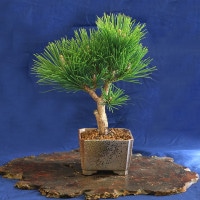 盆栽：黒松（萬古焼正方三彩鉢)*くろまつ クロマツ 鉢植え black pine