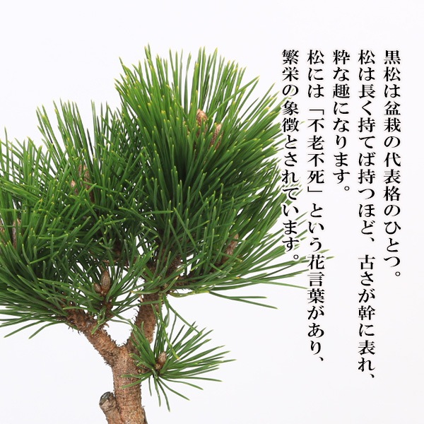 盆栽：黒松（萬古焼正方三彩鉢)*くろまつ クロマツ 鉢植え black pine