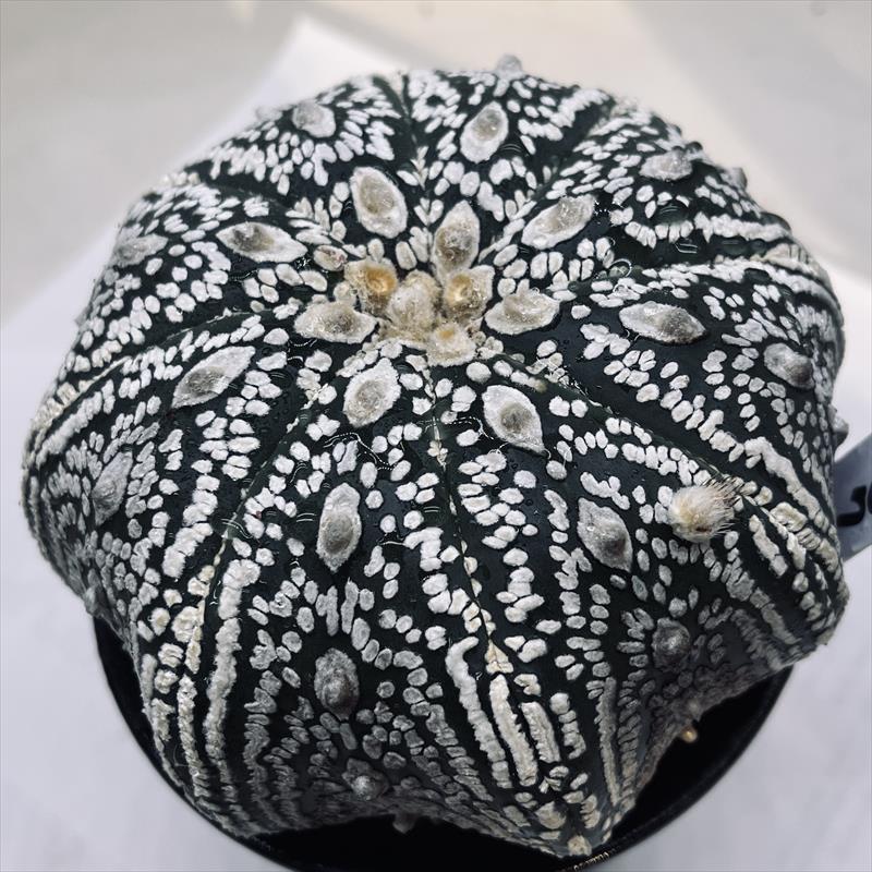 ミラクルスーパー兜 スーパーアロー 実生成球 特選 サボテン アストロフィツム ミラクルスーパー兜 スーパーアロー 実生成球 特選 サボテン アストロ