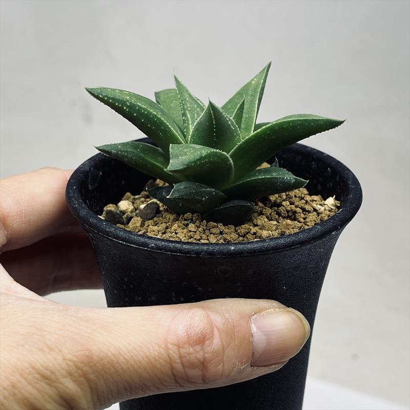 多肉植物：ハオルチア 白羊宮*幅6cm | サボテン＆多肉植物,多肉植物