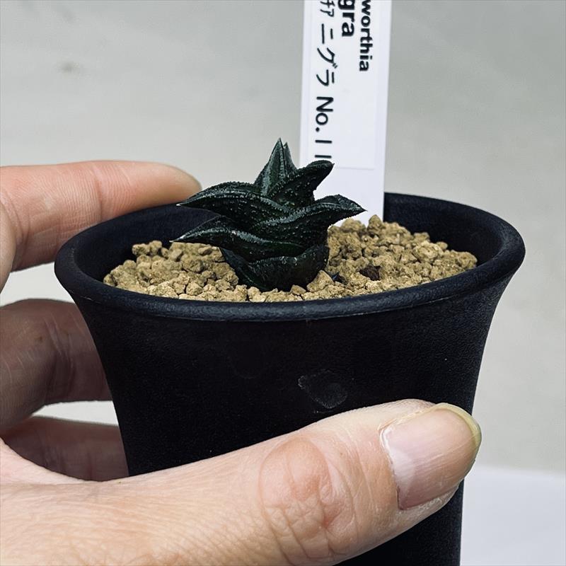 多肉植物：ハオルチア ニグラno.11*幅3cm | サボテン＆多肉植物,多肉