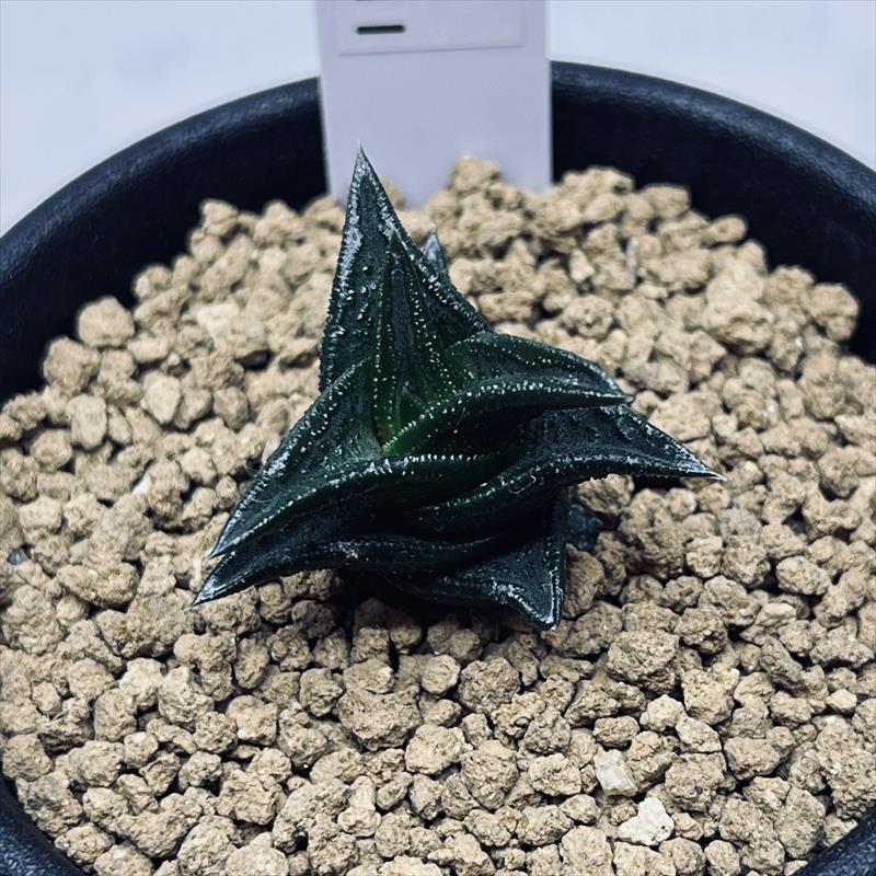 ハオルチア ニグラ 植物 多肉植物：ハオルチア ニグラno.11*幅3cm | サボテン＆多肉