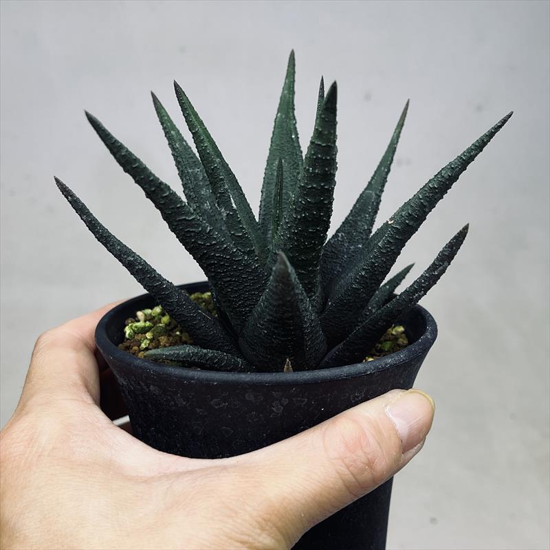 多肉植物：ハオルチア I氏 スカブラ アガボイデス*幅11cm 現品！一品