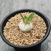 �����ǥå������ѥ��ݥǥ����� �������� ����*S��������2���