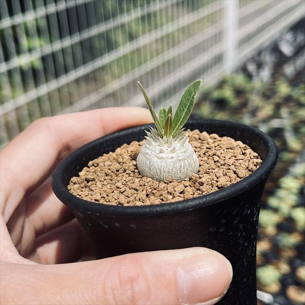 コーデックス：パキポディウム 恵比寿大黒 実生*S 塊根幅2cm