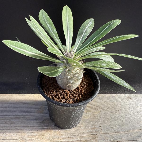 ���ò��������ǥå������ѥ��ݥǥ����� �������� ����*M��������3.5���