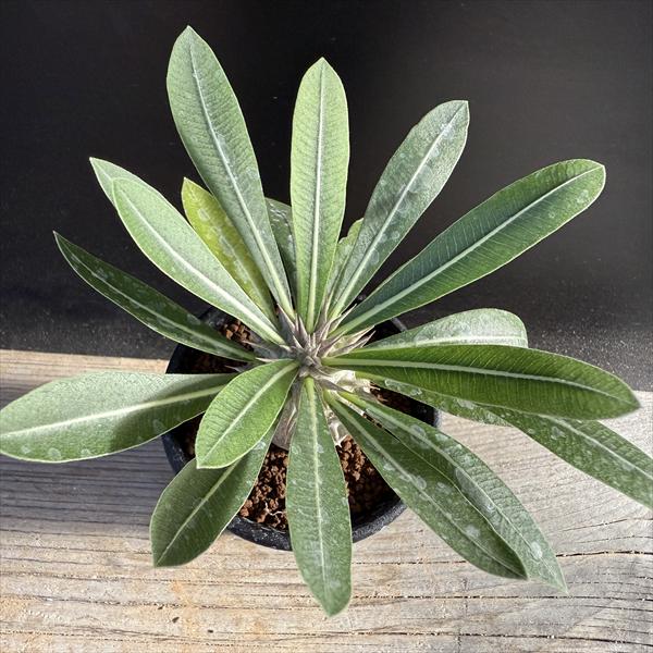 ☆特価☆コーデックス：パキポディウム 恵比寿大黒 実生*M 塊根幅3.5