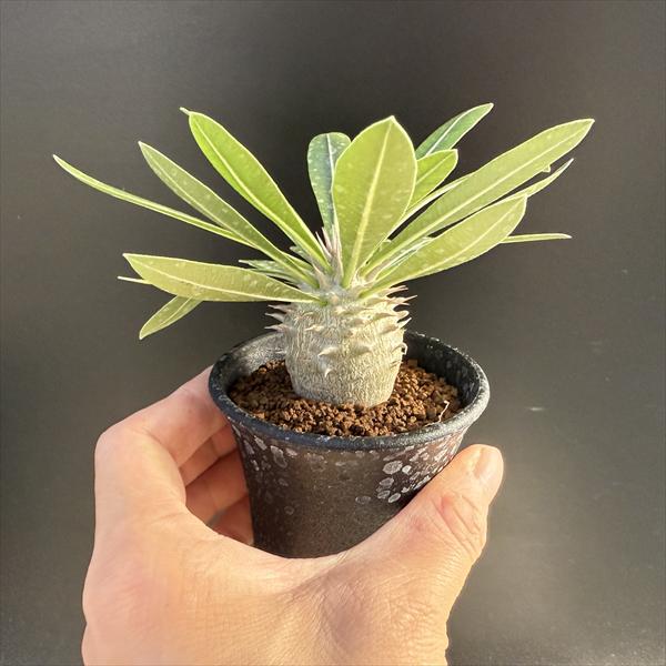 ☆特価☆コーデックス：パキポディウム 恵比寿大黒 実生*M 塊根幅3.5