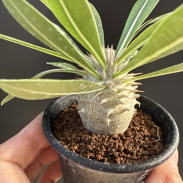 ☆特価☆コーデックス：パキポディウム 恵比寿大黒 実生*M 塊根幅3.5