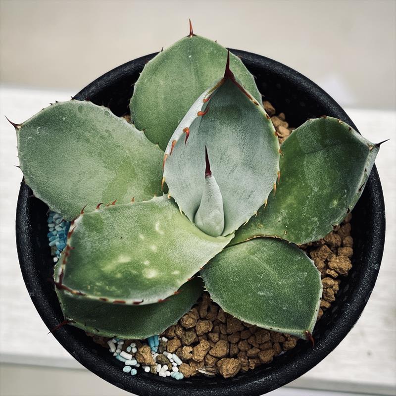多肉植物：アガベ フレキスピナ（パリー・トルンカータ）*幅7cm