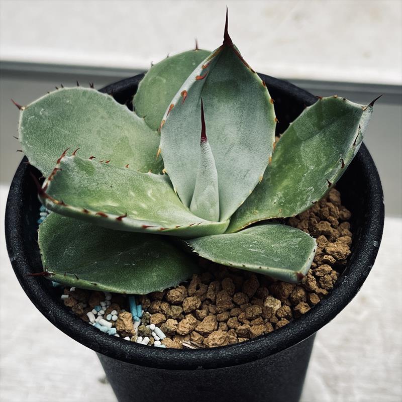 多肉植物：アガベ フレキスピナ（パリー・トルンカータ）*幅7cm