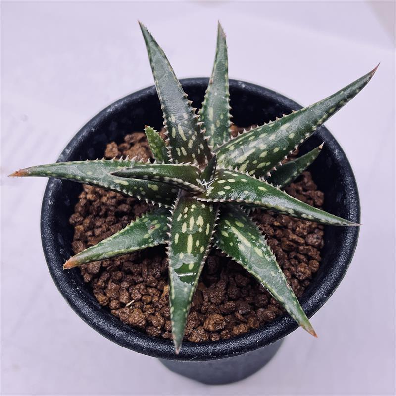 多肉植物：アロエ ジュクンダ*S 幅7cm | サボテン＆多肉植物,多肉