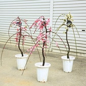 ���ڡ��������ߡ�3�����åȡ��ֲ֡���֡�����*�����⡧��60��� �����⡧80�������ޥ��ء�