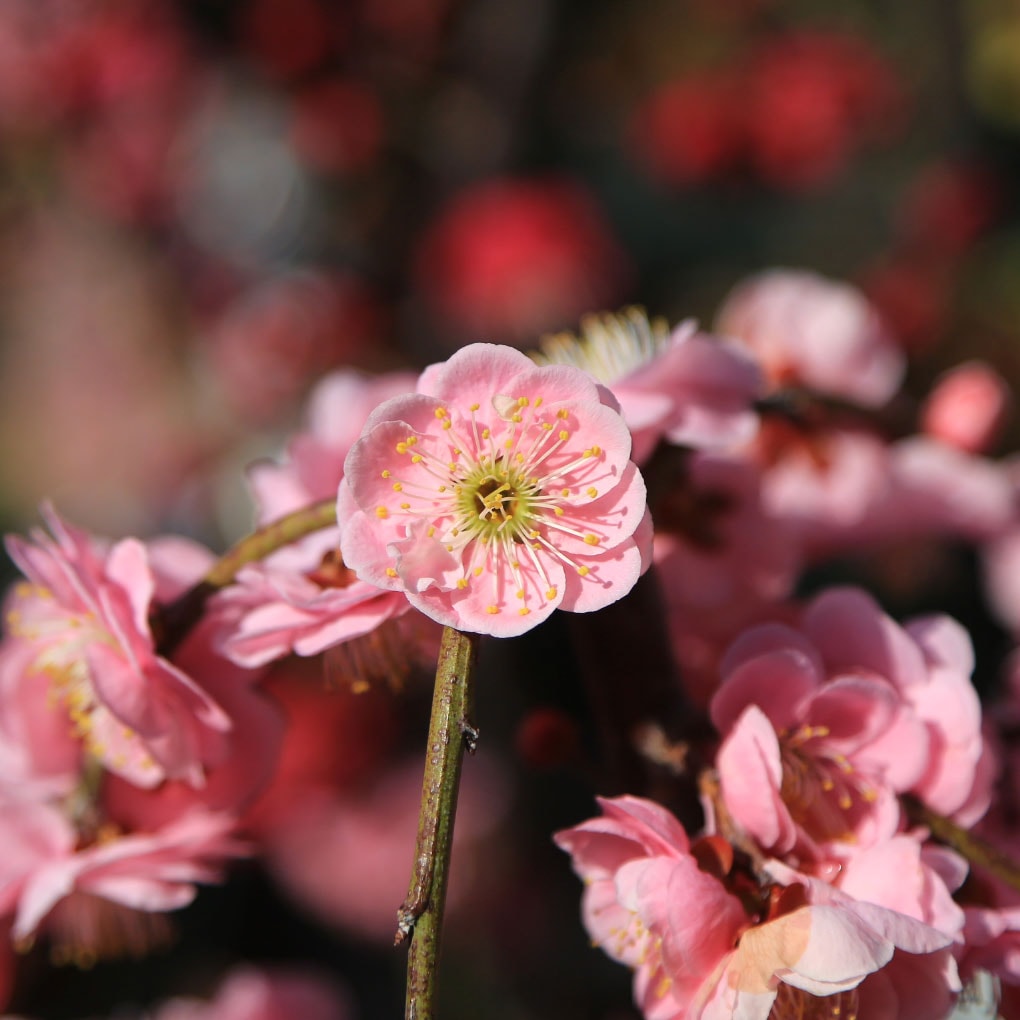 庭木：しだれ梅（3色セット）赤花、白花、桃花* 樹高：約60cm 全高