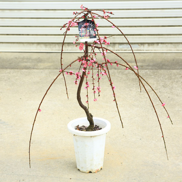 ���ڡ��������ߡʹ��ߡ��ֲ�*�����⡧��60��� �����⡧80�������Ź���ޤ���