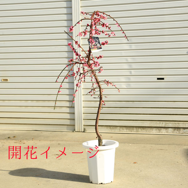 庭木：しだれ梅（紅梅）赤花* 樹高：約60cm 全高：80cm 当店