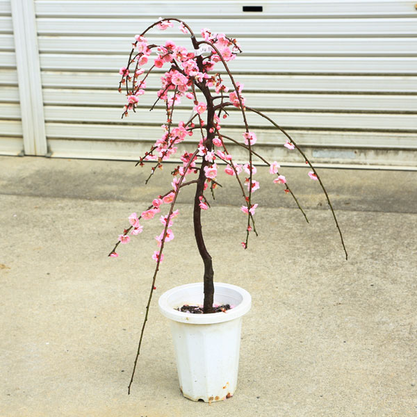 ���ڡ��������ߡʥԥ󥯡�����*�����⡧��60��� �����⡧80�������Ź���ޤ���