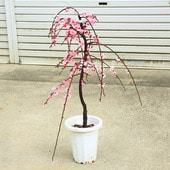 ���ڡ��������ߡʥԥ󥯡�����*�����⡧��60��� �����⡧80�������Ź���ޤ���