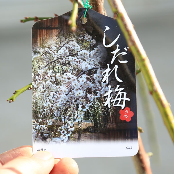 庭木：しだれ梅（白梅）白花* 樹高：約60cm 全高：80cm 当店