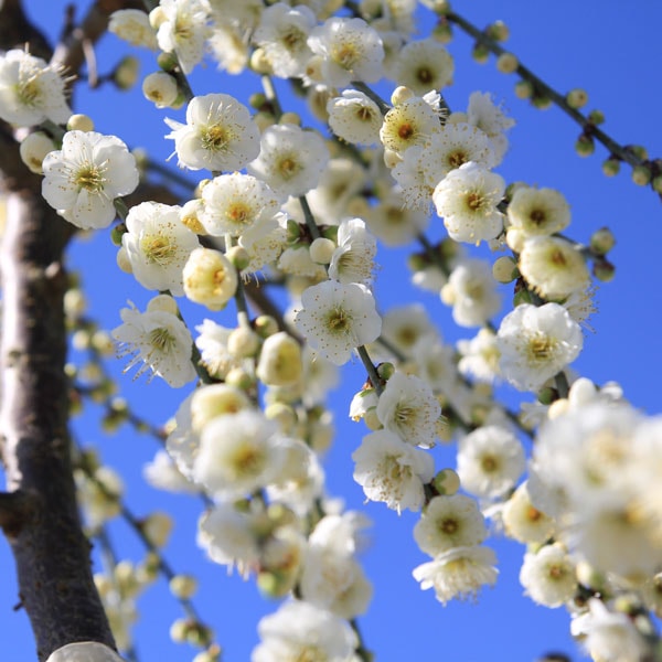 庭木：しだれ梅（白梅）白花* 樹高：約60cm 全高：80cm 当店
