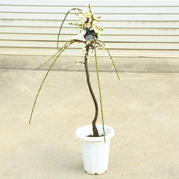 庭木：しだれ梅（白梅）白花* 樹高：約60cm 全高：80cm 当店 