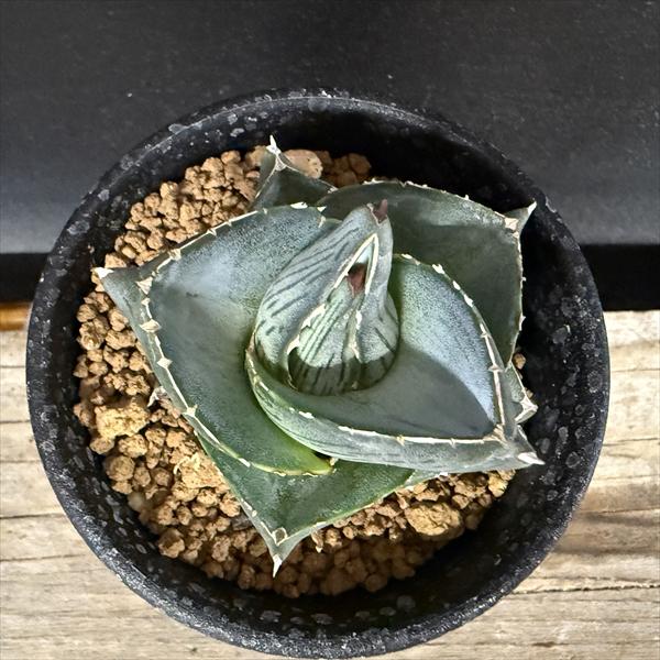 多肉植物：アガベ プミラ*S 幅5cm | サボテン＆多肉植物,多肉植物