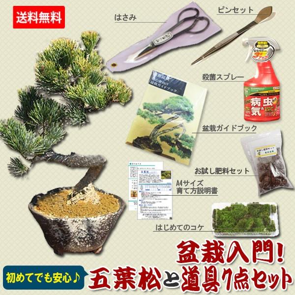 �����ߺϡ������ߺ� ���վ����ߺ�ƻ��7�����åȡ�����̵����*bonsai