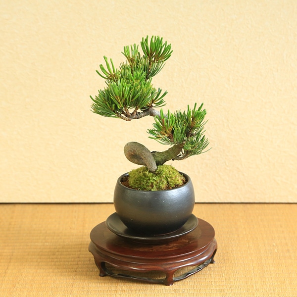 小品盆栽：五葉松(瀬戸焼小鉢)*受け皿付き 【送料無料】bonsai