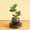 �����ߺϡ����վ�(���;ƾ�ȭ)*�������դ� ������̵����bonsai