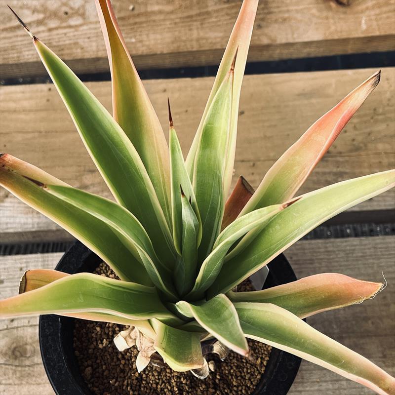 多肉植物：アガベ デスメティアナ ベネズエラ錦*L 幅23cm | サボテン