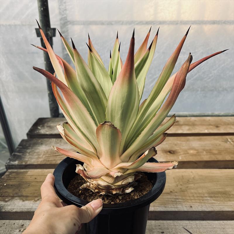 Jose.succulents.jpさん専用中型 アガベ 観葉植物 Jose.succulents.jp