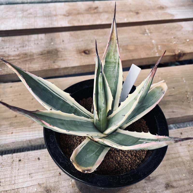 アガベ フランゾシニー錦 黄覆輪 ソートゥース 激レア 中株 限定値下