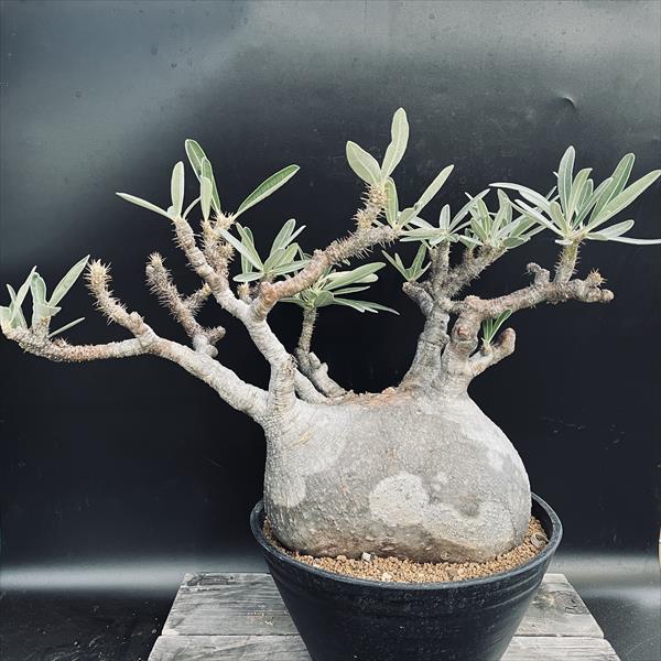 パキポディウム グラキリス 特大20cm コレクション 冬支度特価