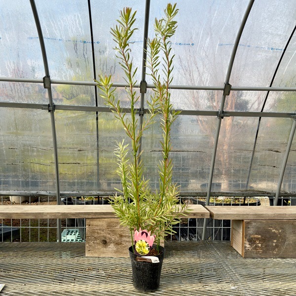 リュウカデンドロン 観葉植物 苗：リューカデンドロン ジプシー
