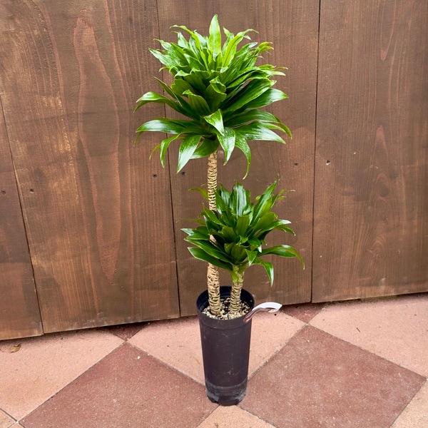 観葉植物：ドラセナ コンパクタ*プラポット | 観葉植物,ミディアム