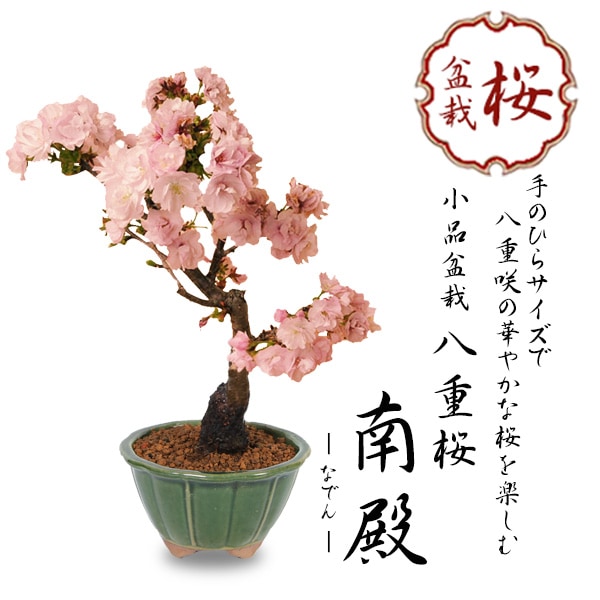 ���ߺϡ�Ȭ�ź�*��񻺤ߤɤ��ز�ȭ��2026ǯ�ճ���ͽ��bonsai