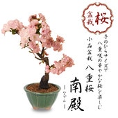 ߺϡȬź*񻺤ߤɤزȭ2025ǯֽλbonsai
