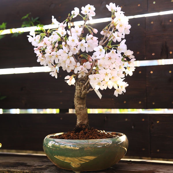 ���ߺϡ����������(��)�ʤ褷�Τ�����ˡ���������*(���;�Ŵȭ)bonsai