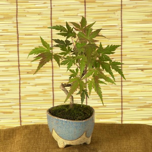 ߥߺϡߤ ʿھƾȭ*̵ۡ2024ǯաbonsai