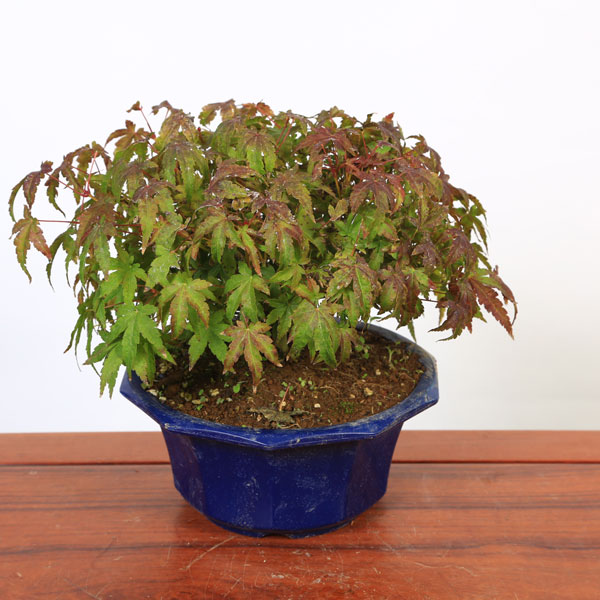 �ġ������ߤ���䶻�Ω��*�����ޥ�ߥ�