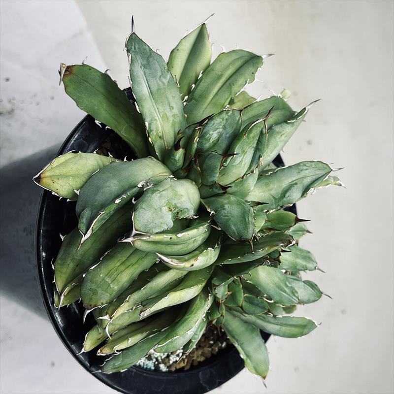多肉植物：アガベ チタノータ綴化*幅15cm 現品！一品限り | サボテン